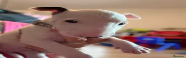 English Bull Terrier 1