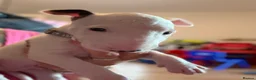 English Bull Terrier dogs for sale: Stunning English Bull Terrier pups. - Advert 21