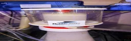 Other/Mixed Breed fish for sale: Full set up Marine fish tank - Advert 14