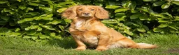 Cocker Spaniel dogs for sale: KC Registered Cocker Spaniel Puppies For Sale  in Cheltenham - Advert 8