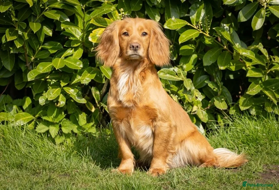 Cocker Spaniel dogs for sale: KC Registered Cocker Spaniel Puppies For Sale  in Cheltenham - Advert 8