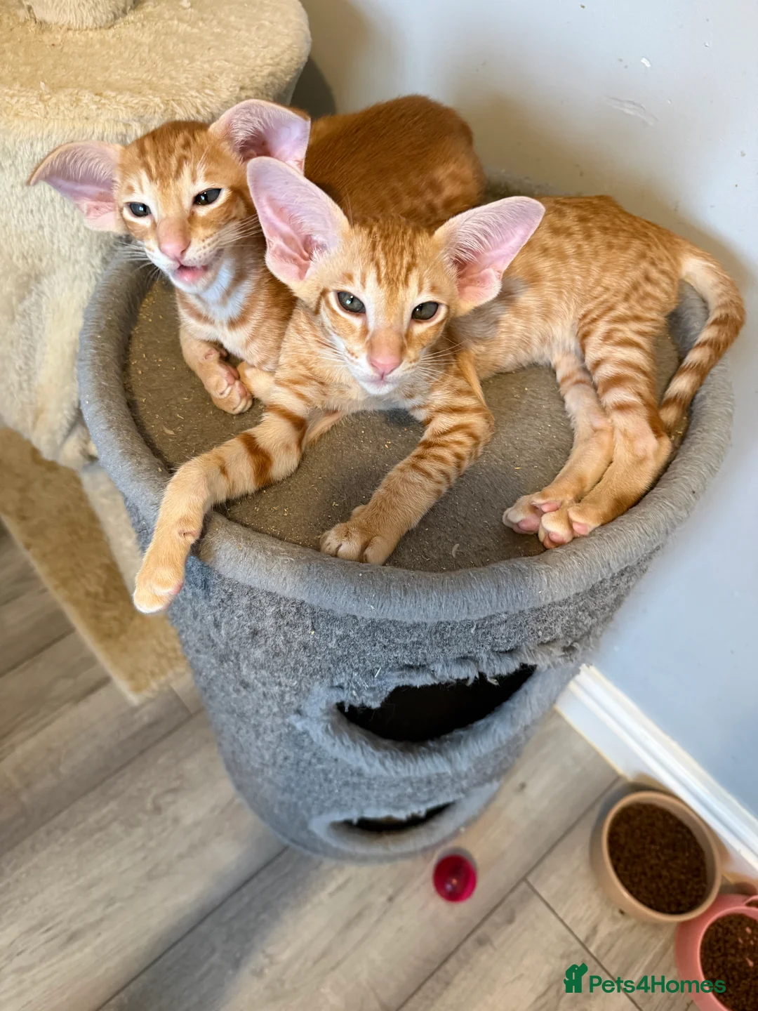 British Shorthair cats for sale: Beautiful GCCF Registered Baby Boy - Georgie 💙 - Advert 5