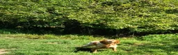 Brittany Spaniel dogs for adoption: Uriel in Alfreton - Advert 5