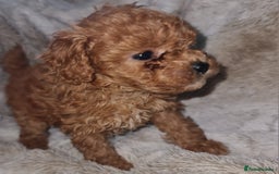 Toy Poodle dogs for sale: Tiny kc puppies,DNA&Genetic tested parents  - Image 22
