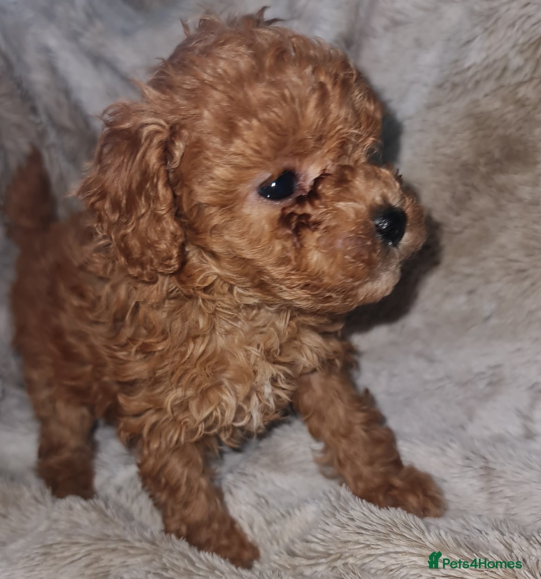 Toy Poodle dogs for sale: Tiny kc puppies,DNA&Genetic tested parents  - Image 22