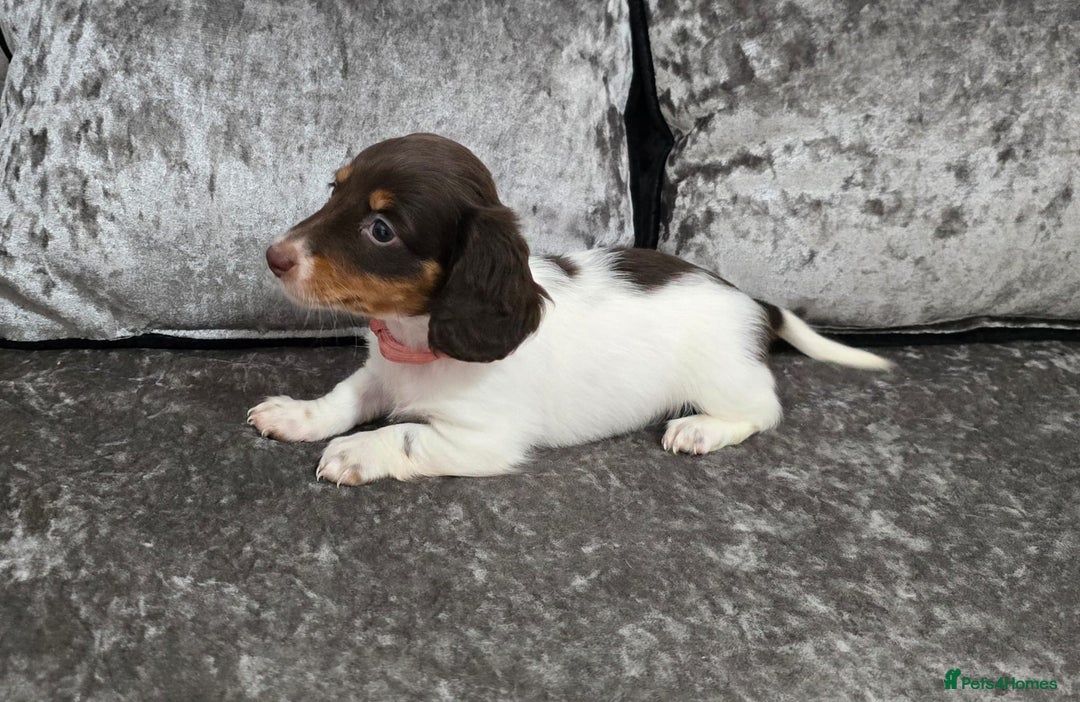 Dachshund dogs for sale: Long and short haired dachshund puppies - Image 2