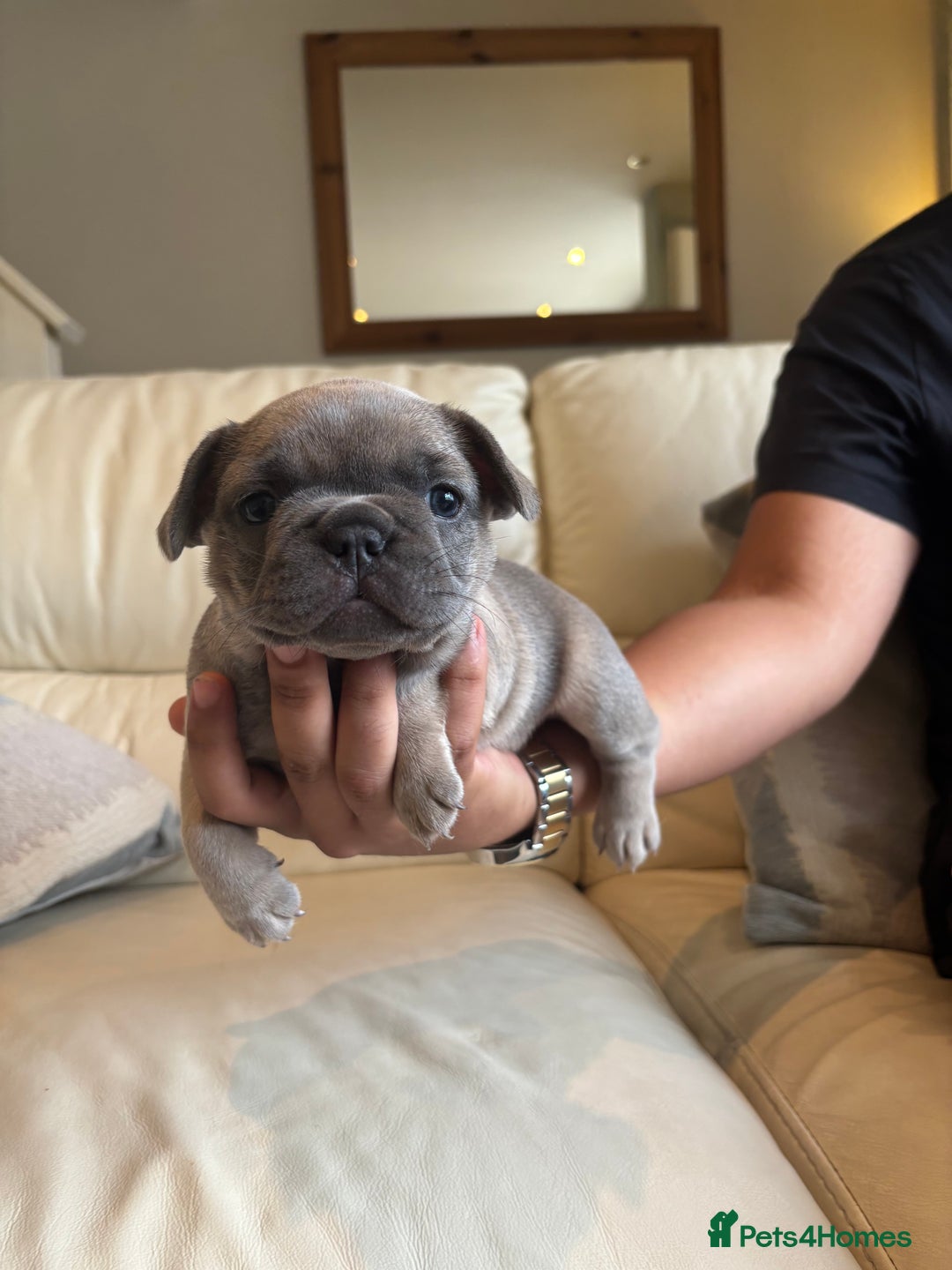 French Bulldog dogs for sale: Beautiful Frenchbulldog puppies 🇫🇷  - Image 5