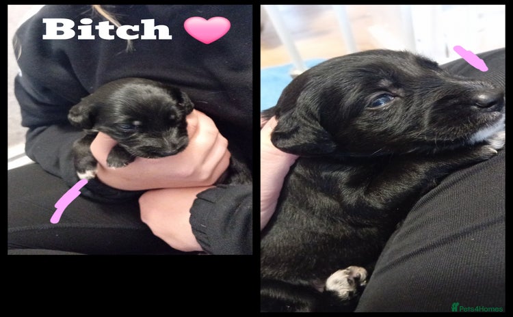 Mixed Breed dogs - Advert 2