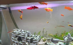 Other/Mixed Breed fish for sale: COMPLETE AQUARIUM SET - Image 3