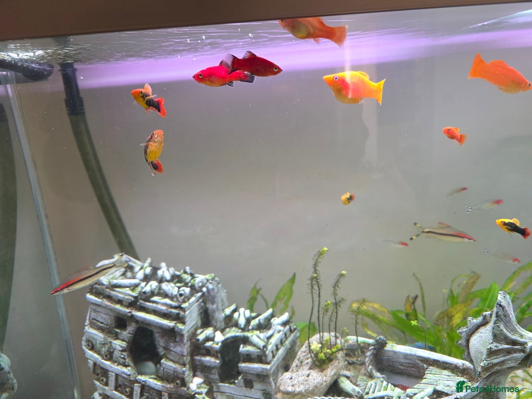 Other/Mixed Breed fish for sale: COMPLETE AQUARIUM SET - Image 3