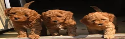 Miniature Poodle dogs for stud: Poodle for stud duties - Advert 2