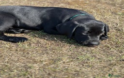 Labrador Retriever dogs for sale: 🐾Ready Now🐾Black Male FTCH Pedigree Forward Pups - Image 10