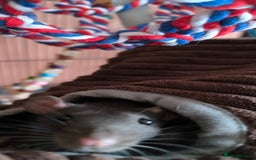 Rat rodents for sale: Male rats - Image 4