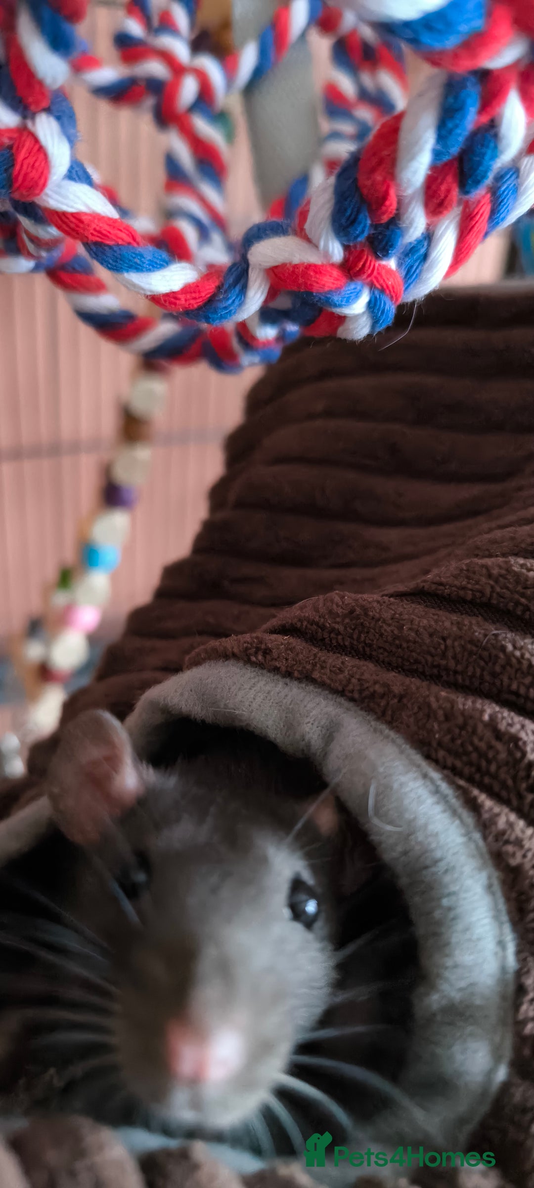 Rat rodents for sale: Male rats - Image 4