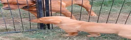 Labrador Retriever dogs for sale: Labrador Puppies Fox Red - Advert 7