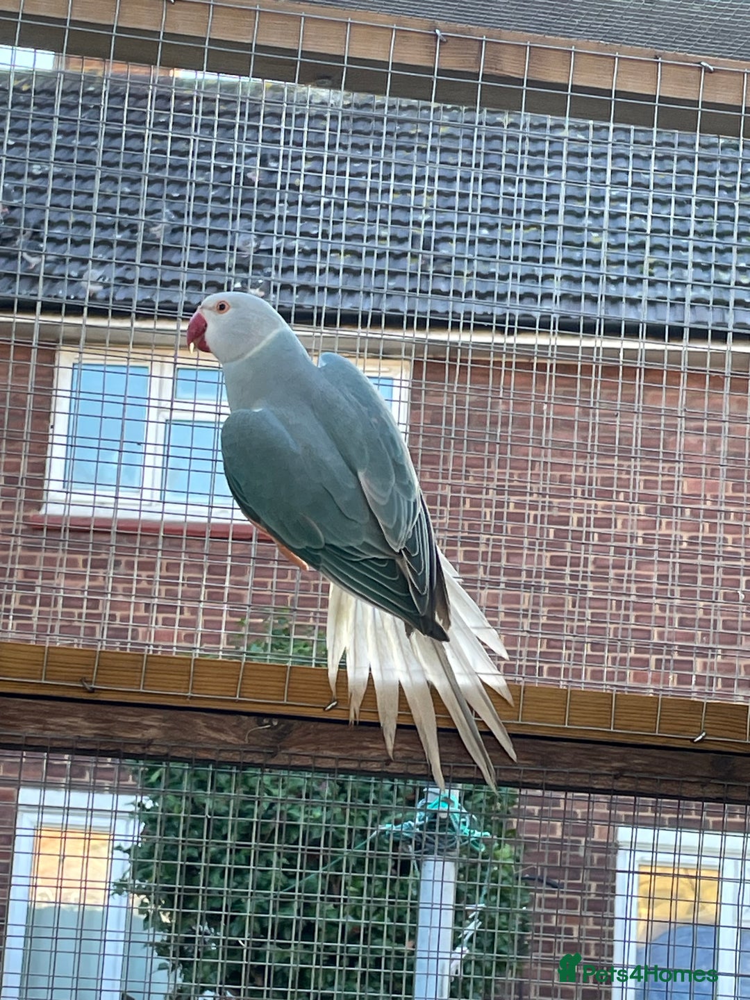 Ringnecks birds for sale: Indian Ringneck  - Advert 2