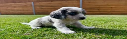Cockapoo dogs for sale: Beautiful F1 Cockapoo Babies 🐾🐾🐾 - Advert 6