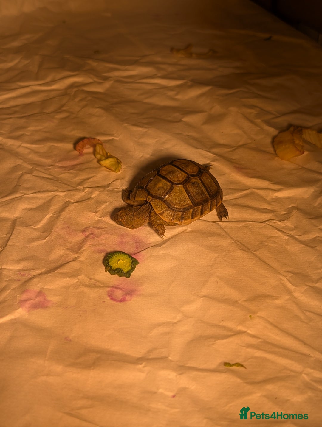 Tortoise reptiles for sale: Greek Spur Baby Tortoises Hatched 2025 - Image 7
