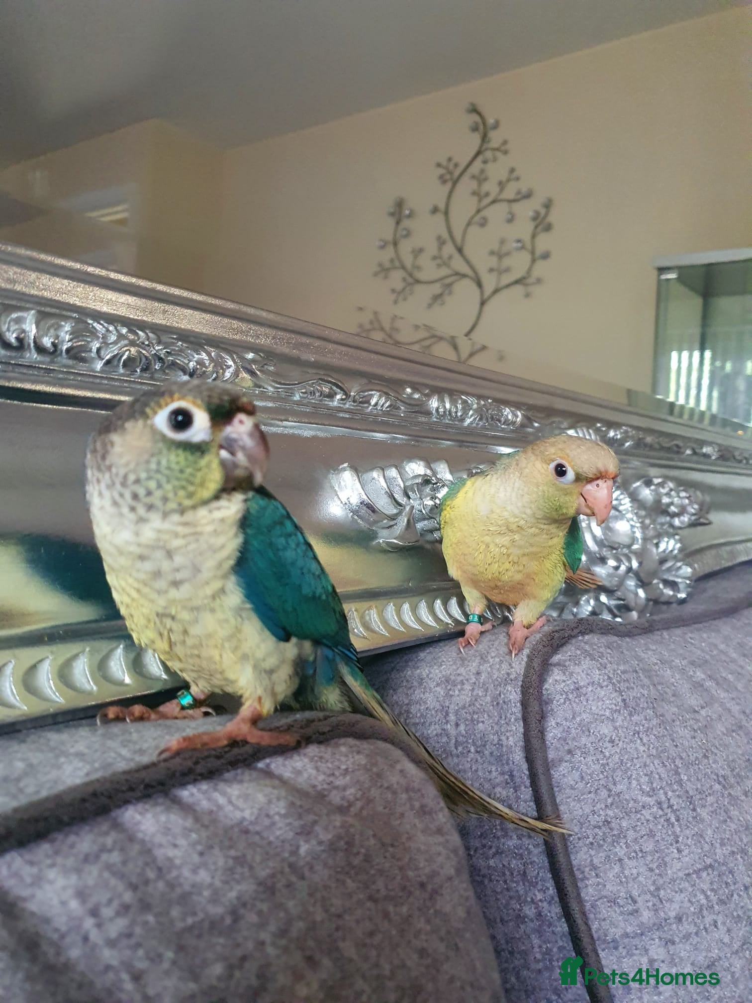 Conures birds Beautiful Baby Conures 🧡🩷❤️ - Advert 15