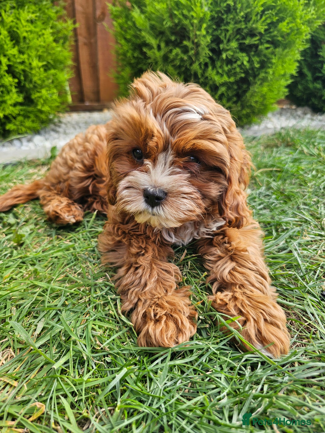 Cavapoo dogs for sale: Cavapoo dna clear  - Image 22