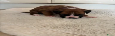 Boxer Puppy 7