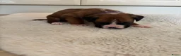 Boxer dogs for sale: Boxer puppies - Advert 2