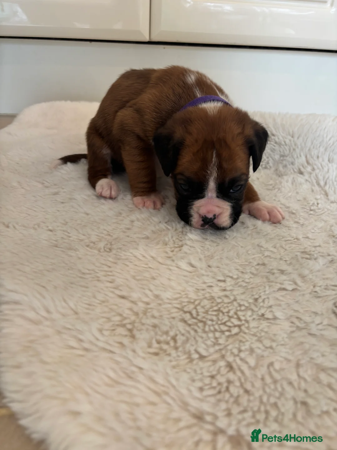 Boxer dogs for sale: Boxer puppies - Advert 2