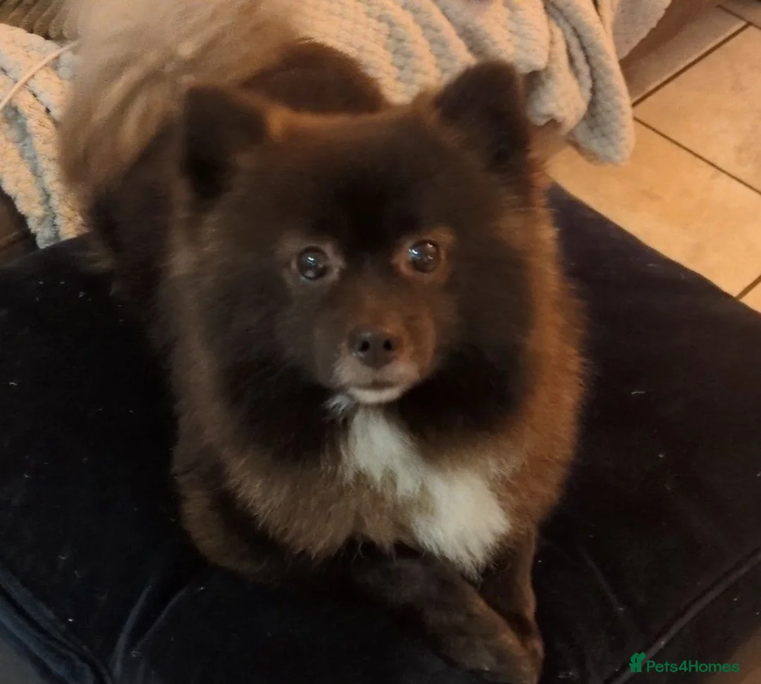 Pomeranian dogs for sale: Pomeranian boy  in Newport - Advert 6
