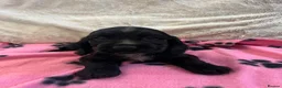 Cocker Spaniel dogs for sale: Stunning show type cocker spaniel puppies  - Advert 9