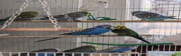 Budgerigars birds for sale: Budgies 2 months 4 Months and 6 months old  - Advert 2