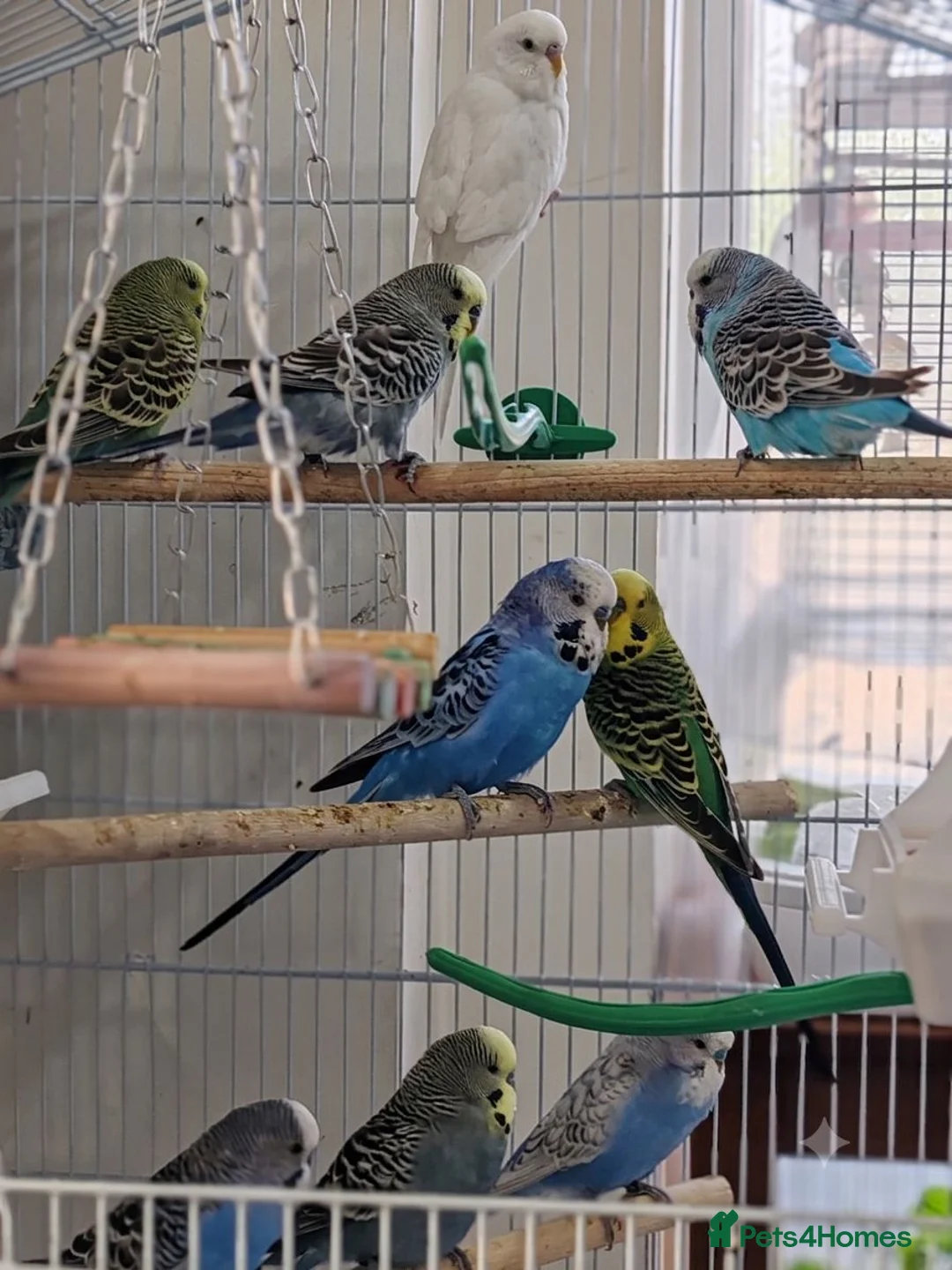 Budgerigars birds for sale: Budgies 2 months 4 Months and 6 months old  - Advert 2