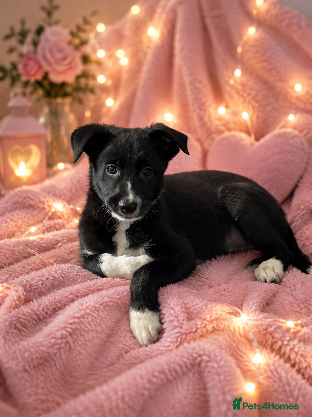 Border Collie dogs 🎀last two girls ready to leave 🐾 - Advert 2