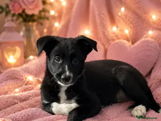 Border Collie dogs 🎀last two girls ready to leave 🐾 - Advert 2