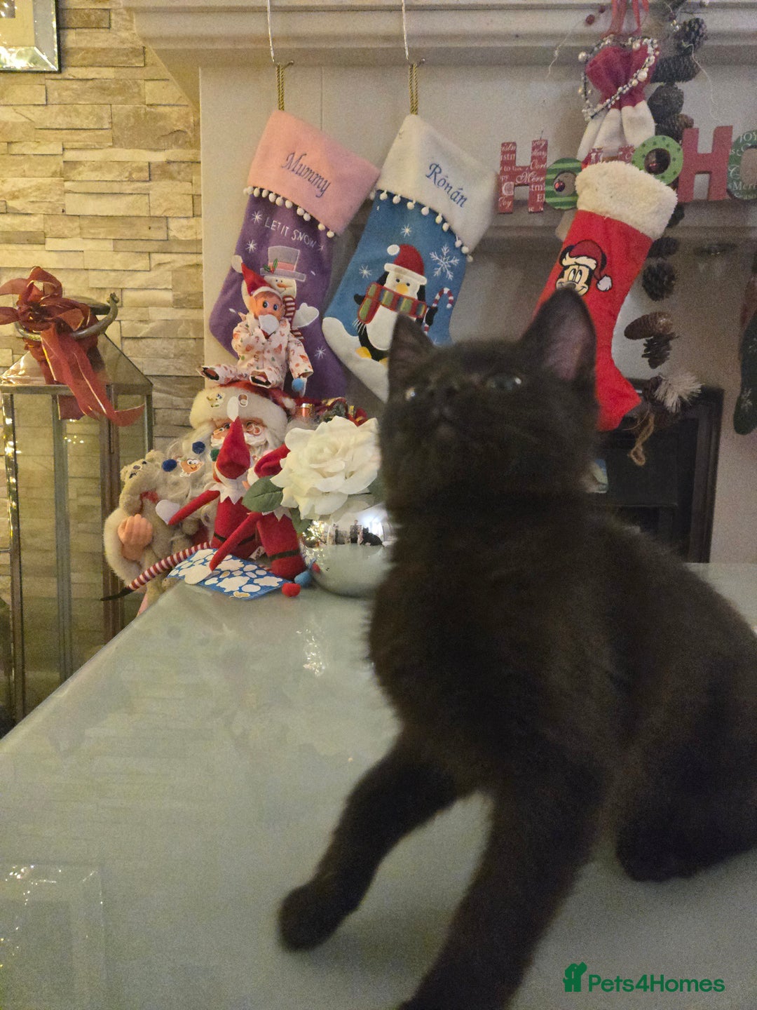 Ragdoll cats for sale: Radoll mix British short haired kittens - Advert 14