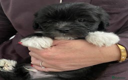 Mixed Breed dogs for sale: Maltese cross La Chon puppies  - Image 8