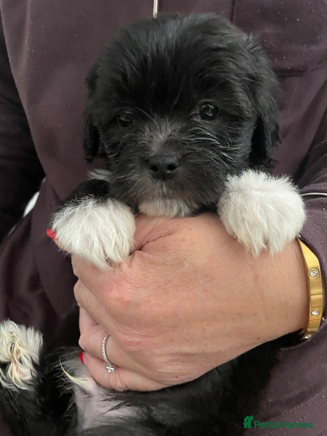 Mixed Breed dogs for sale: Maltese cross La Chon puppies  - Image 8