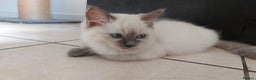Ragdoll cats for sale: Ragdoll Kittens Championship DNA tested GCCF reg - Advert 8