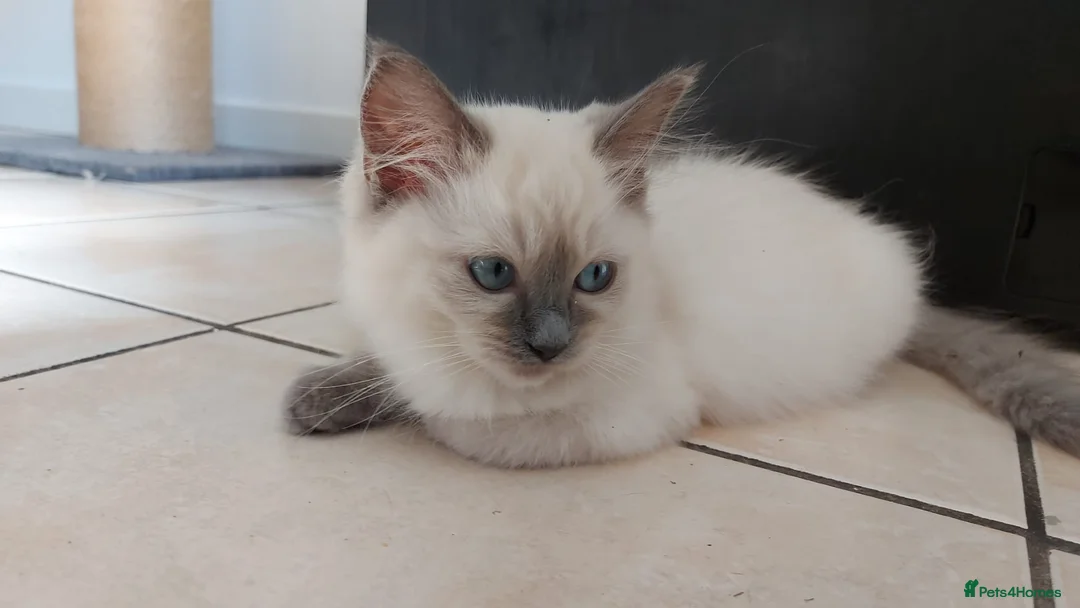 Ragdoll cats for sale: Ragdoll Kittens Championship DNA tested GCCF reg - Advert 8
