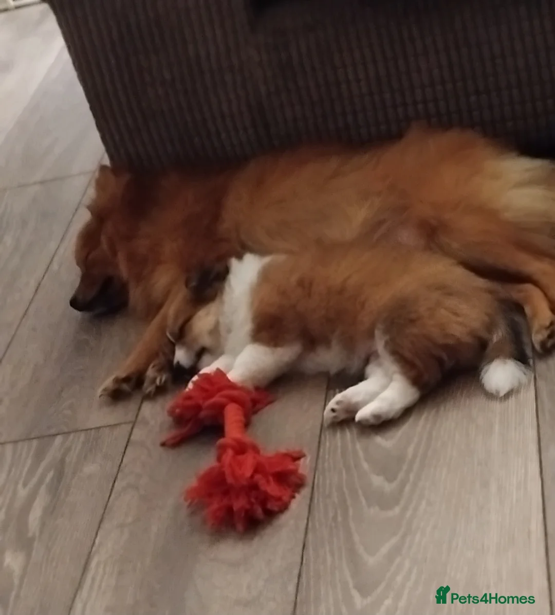 Pomchi dogs for sale: Pomchi puppies - Advert 37