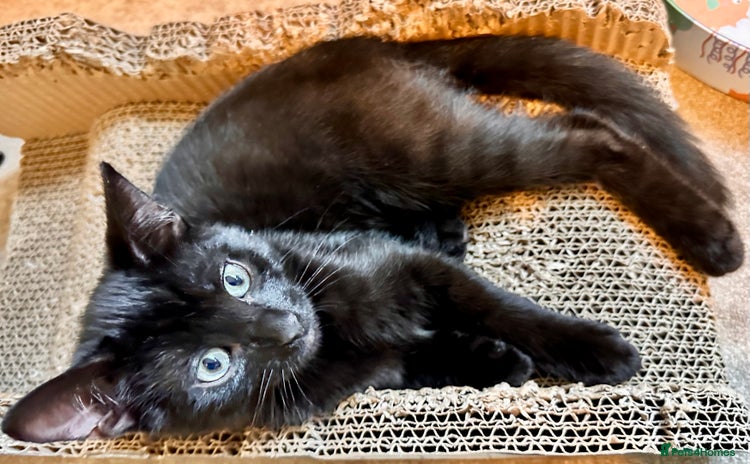 Mixed Breed cats - Advert 6