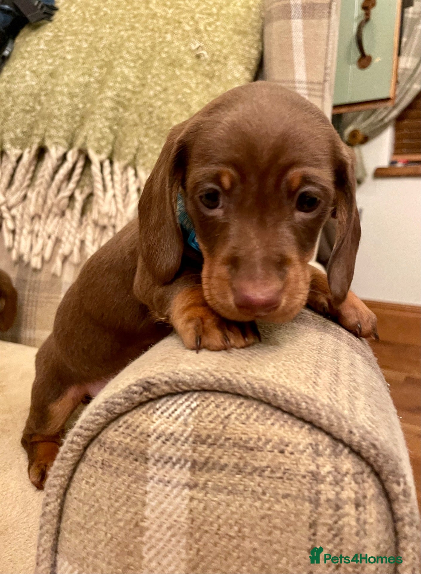 Miniature Dachshund dogs KC reg small Mini Dachshund puppies - Advert 1