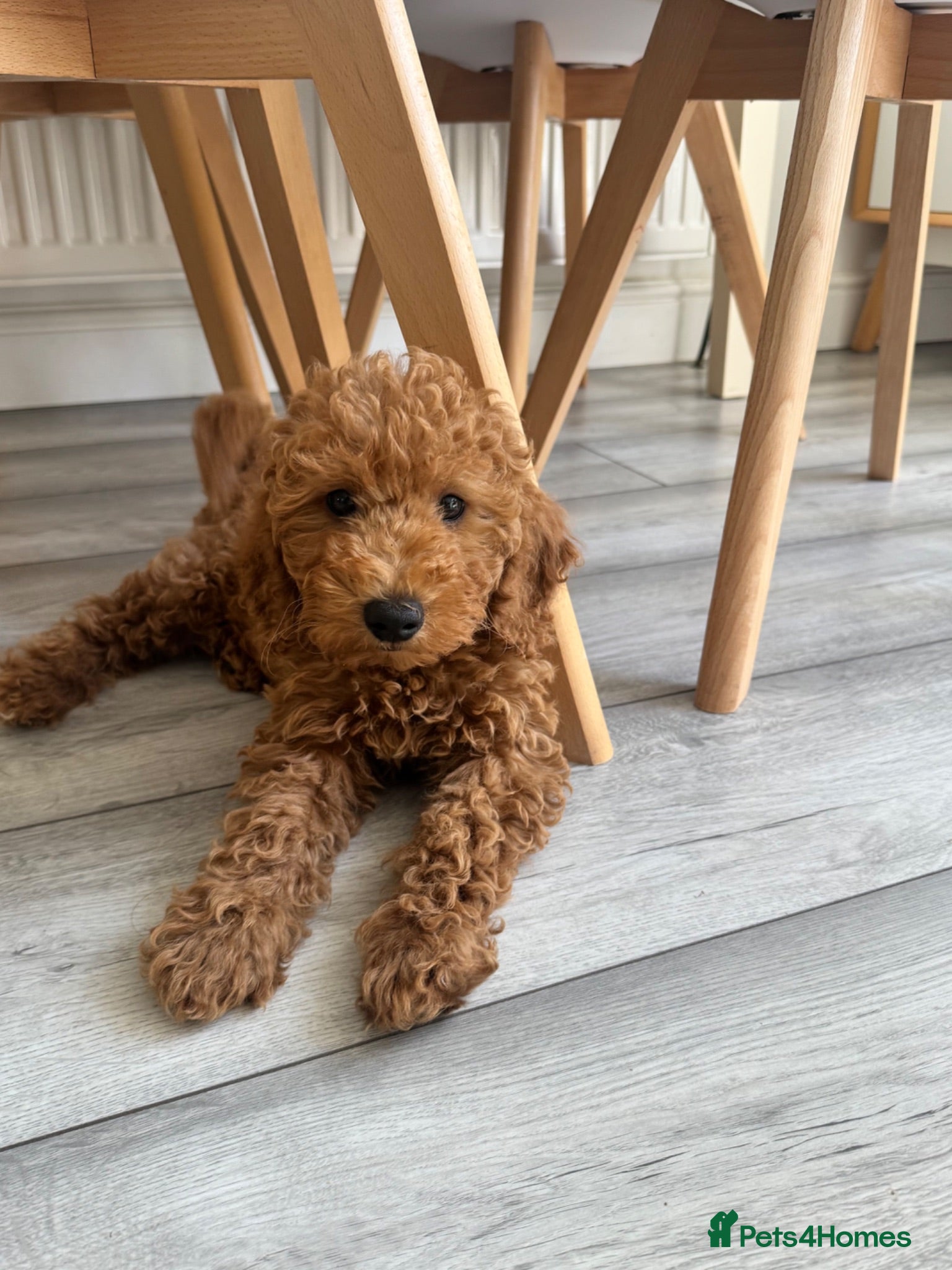 Poochon dogs GORGEOUS BOY LEFT - DNA & health tested - Advert 1
