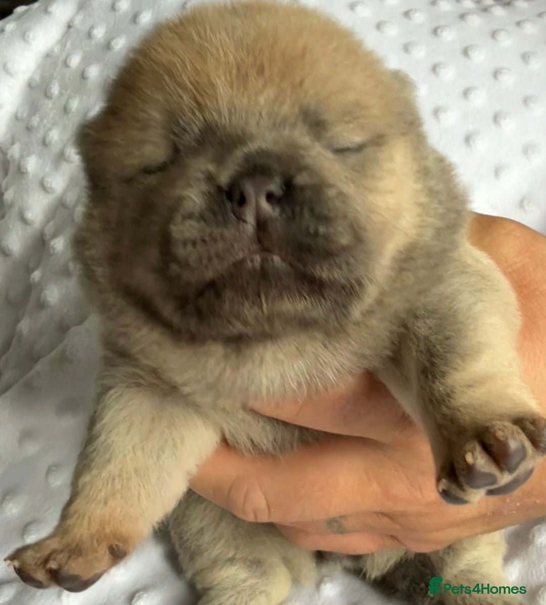 Chow Chow dogs for sale: Quality chow chow pups - Image 9