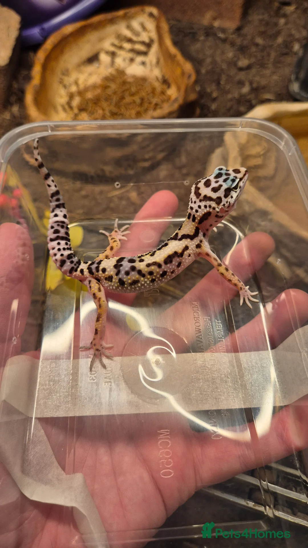 Leopard Gecko reptiles for sale: CB25 Leopard Geckos  - Advert 2