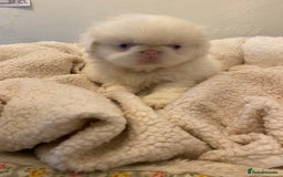 Pekingese dogs for sale: Pink Pekingese puppies  - Advert 14