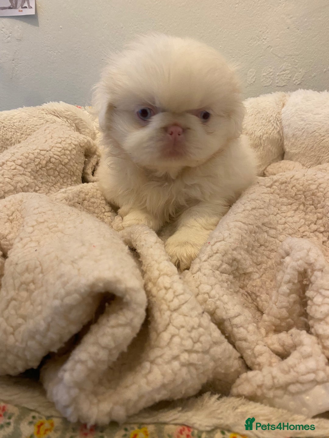 Pekingese dogs for sale: Pink Pekingese puppies  - Advert 14