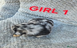 Pomchi dogs for sale: Beautiful merle pomchi puppies  - Image 5