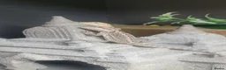 Bearded Dragon reptiles for sale: Baby bearded dragon  - Advert 2