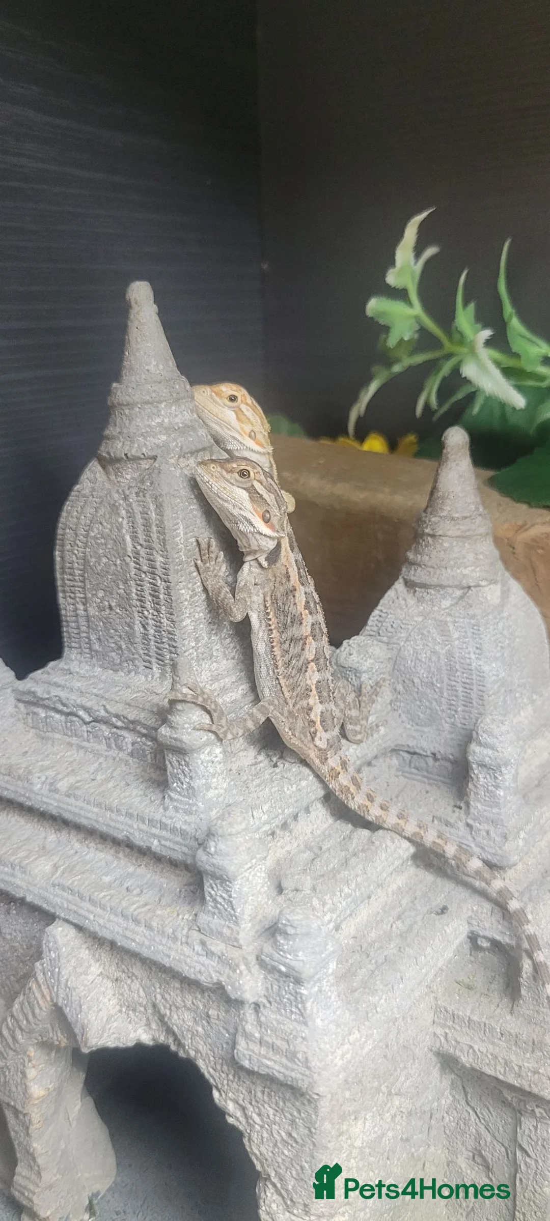 Bearded Dragon reptiles for sale: Baby bearded dragon  - Advert 2