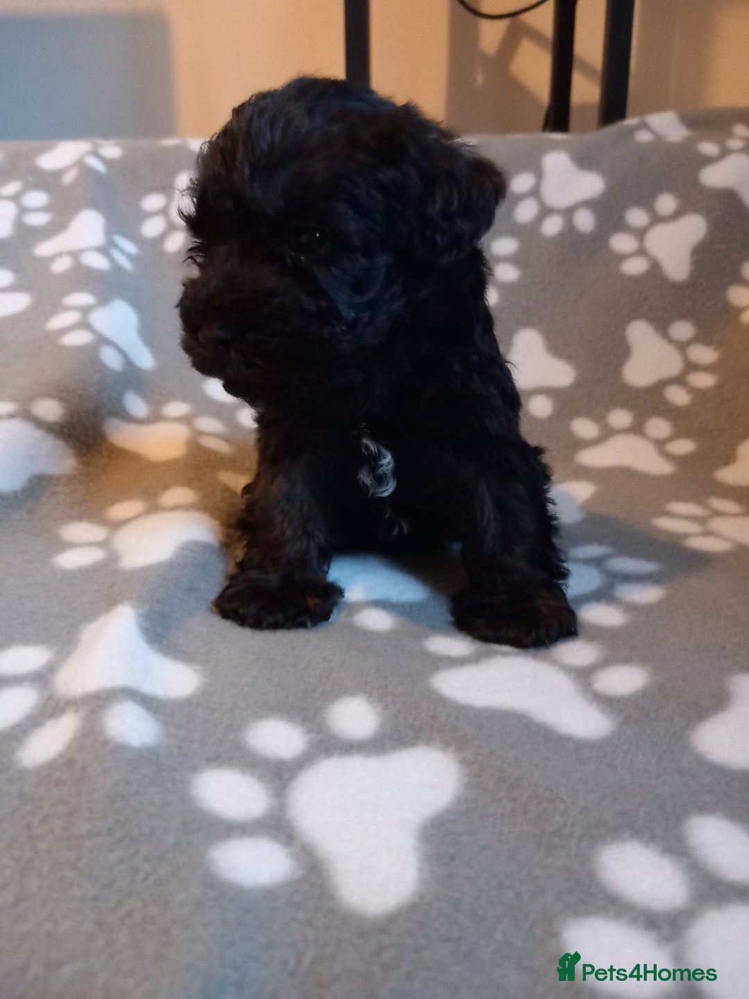 Mixed Breed dogs for sale: TOY SHNOODLES READY 21 DEC - Advert 27